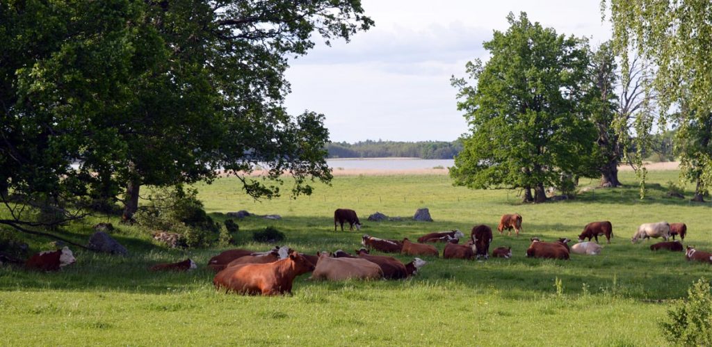 Ledingevägen Knivsta